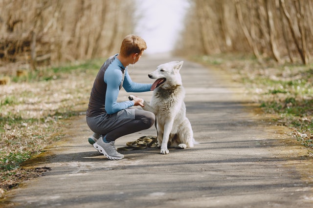 Promener des chiens pour gagner de l'argent? Devenez Pet Sitter!